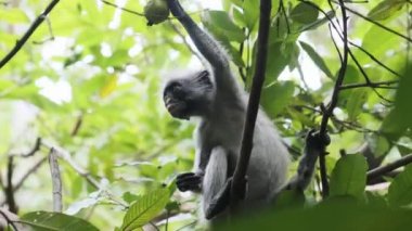 Jozani Tropikal Ormanı, Zanzibar, Afrika 'da Kırmızı Colobus Maymunu Şubede Oturuyor