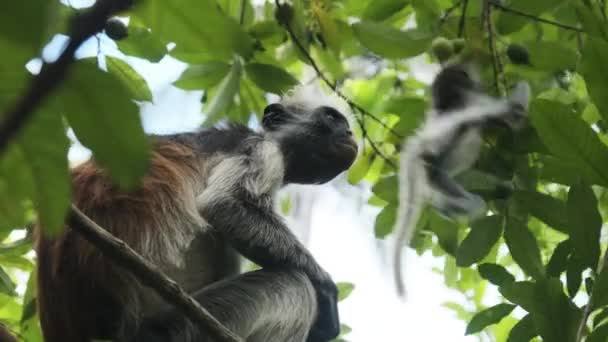 Красная обезьяна Колобус, сидящая на ветке в лесу Джозани, Занзибар, Африка — стоковое видео