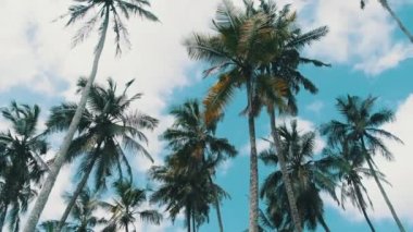 Gökyüzüne, Afrika 'ya, Palm Grove' a karşı rüzgarda sallanan bir sürü uzun palmiye ağacı var.