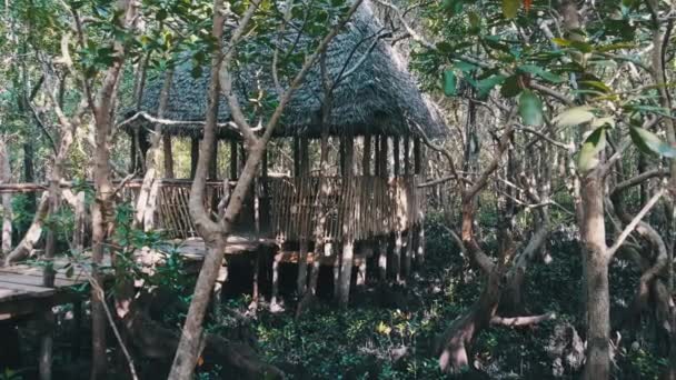 Manglares en la selva tropical, Zanzíbar, Arboles enredados Raíces en el fango del bosque pantanoso — Vídeos de Stock