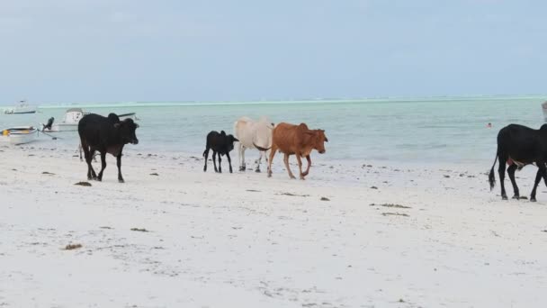 Herd of African Humpback Cows Walks on Sandy Tropical Beach by Ocean, Zanzibar — Video Stock