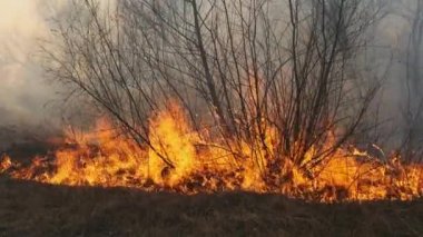 Ormanda yangın, Yanan Kuru Çimen, Ağaçlar, Çalılar, Alev ve Duman, Yaban Yangınları