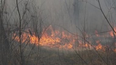 Ormanda yangın, Yanan Kuru Çimen, Ağaçlar, Çalılar, Alev ve Duman, Yaban Yangınları
