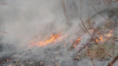 Ormanda yangın, Yanan Kuru Çimen, Ağaçlar, Çalılar, Alev ve Duman, Yaban Yangınları