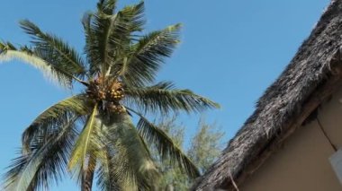 Thatched Roof Bungalovları ve Palm Trees, Zanzibar 'ı olan tropikal Afrika Oteli