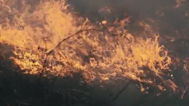 Φωτιά στο δάσος, καύση ξηρού χόρτου, δέντρα, θάμνοι, φλόγα και καπνός, πυρκαγιές — Αρχείο Βίντεο
