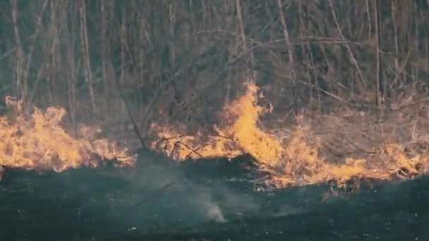 Feuer im Wald, brennendes trockenes Gras, Bäume, Büsche, Flammen und Rauch, Waldbrände — Stockvideo