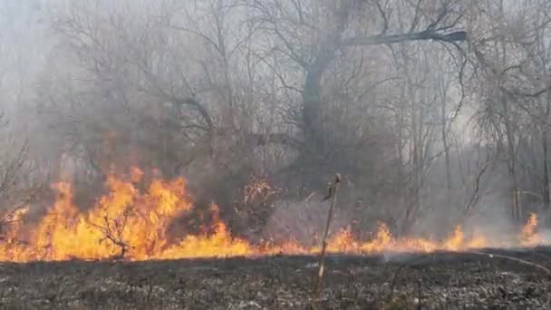 Вогонь у лісі, вогняна суха трава, дерева, буші, полум "я та дим, лісові пожежі — стокове відео