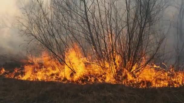 Eld i skogen, brinnande gräs, träd, buskar, låga och rök, skogsbränder — Stockvideo