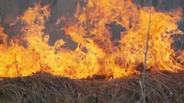 Feuer im Wald, brennendes trockenes Gras, Bäume, Büsche, Flammen und Rauch, Waldbrände — Stockvideo