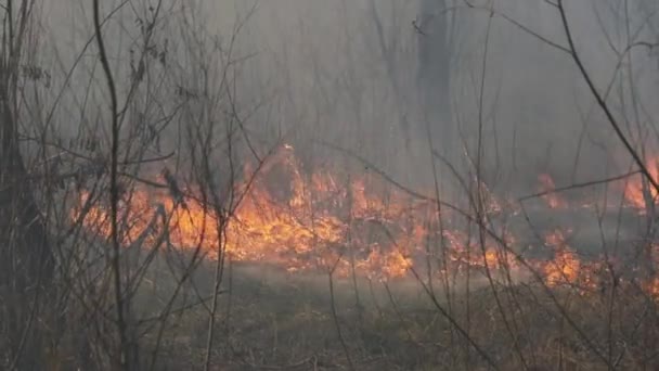 Eld i skogen, brinnande gräs, träd, buskar, låga och rök, skogsbränder — Stockvideo