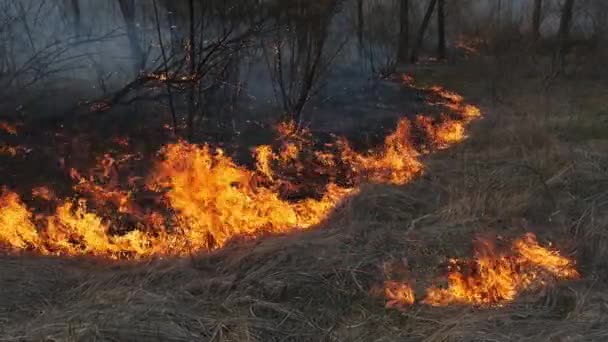 Fogo na Floresta, Grama Seca Ardente, Árvores, Arbustos, Chama e Fumaça, Incêndios — Vídeo de Stock