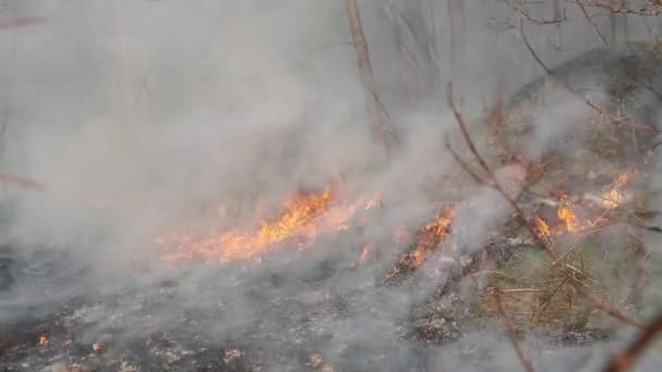 Oheň v lese, Hořící suchá tráva, Stromy, keře, plameny a kouř, Wildfiry — Stock video