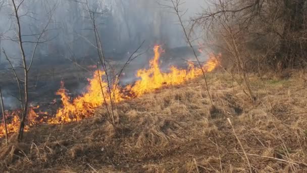 森の中の火、乾いた草、木、茂み、炎と煙、山火事 — ストック動画