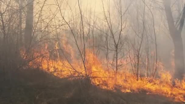 Fire in the Forest, Burning Dry Grass, Trees, Bushes, Flame and Smoke, Wildfires — Stock Video