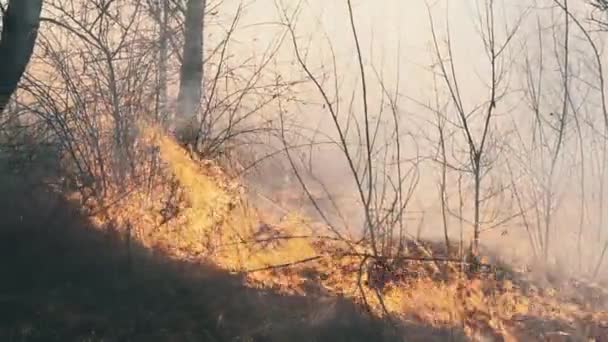 Vuur in het bos, brandend droog gras, bomen, struiken, vlam en rook, bosbranden — Stockvideo