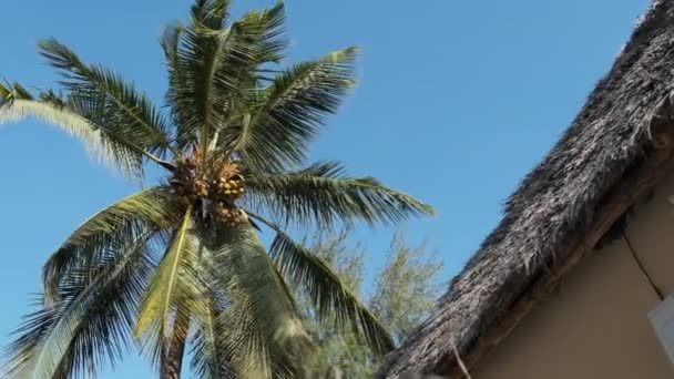 Trópusi Afrikai Hotel Thatched Tetőtéri bungalókkal és pálmafákkal, Zanzibár — Stock videók