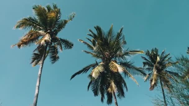 Muitas palmeiras altas balançando no vento contra o céu. África. Palm Grove — Vídeo de Stock