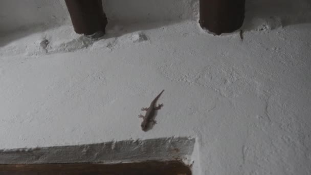 Seekor Gecko Merangkak di Dinding dalam Bungalow Tropis di Malam hari, Afrika, Zanzibar — Stok Video
