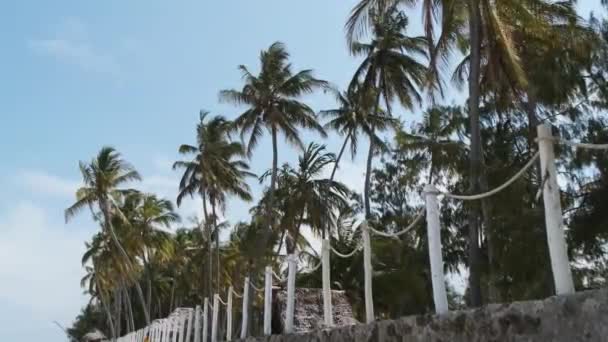 Muitas palmeiras contra o céu azul no Tropical Resort perto da praia, Zanzibar — Vídeo de Stock