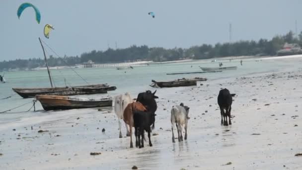 Herd of African Humpback Cows Walks on Sandy Tropical Beach by Ocean, Zanzibar — Stock Video