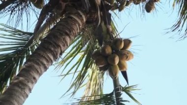 Afrika 'da Gökyüzüne Karşı Bir sürü olgun sarı hindistan cevizi olan palmiye ağacı, Zanzibar