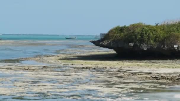 低潮、桑给巴尔岛、藻类、海岸线沙洲的排水洋底 — 图库视频影像