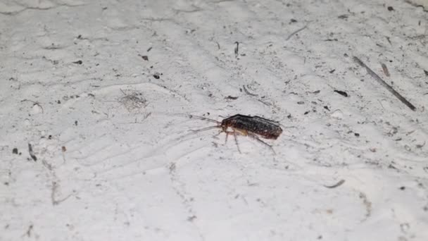 Cucaracha africana grande con largas antenas arrastrándose por la arena por la noche, Zanzíbar — Vídeos de Stock