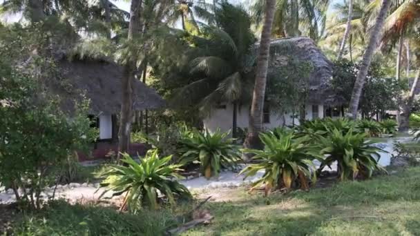 Tropical Beach Hotel with Thatched Roofs in Palm Groves by Ocean, Zanzibar, Paje — Wideo stockowe
