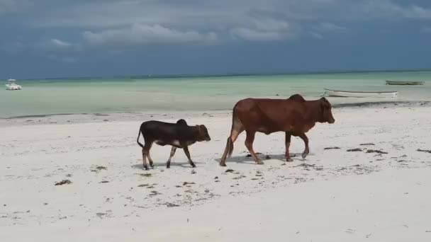 Vaca jorobada africana con caminatas de terneros en la playa tropical de arena por el océano, Zanzíbar — Vídeos de Stock