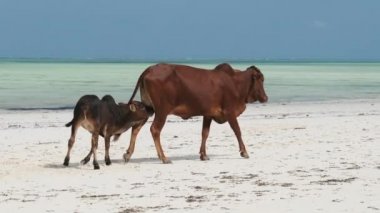Afrika kambur balinası okyanus kıyısındaki tropik bir kumsalda buzağıyı besliyor, Zanzibar