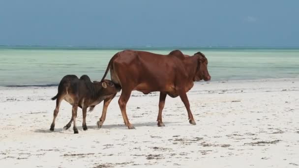 Afrikanische Buckelkuh füttert ein Kalb an einem tropischen Sandstrand am Meer, Sansibar — Stockvideo