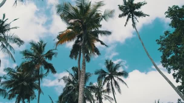 Viele hohe Palmen, die im Wind gegen den Himmel schwanken, Afrika, Palmenhain — Stockvideo