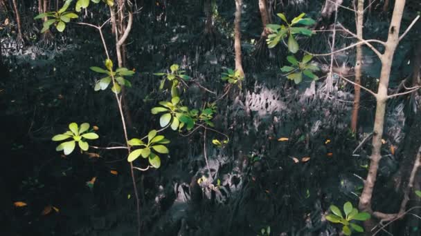 Мангровые заросли тропических лесов, Занзибар, запутанные корни деревьев в грязи болотистого леса — стоковое видео