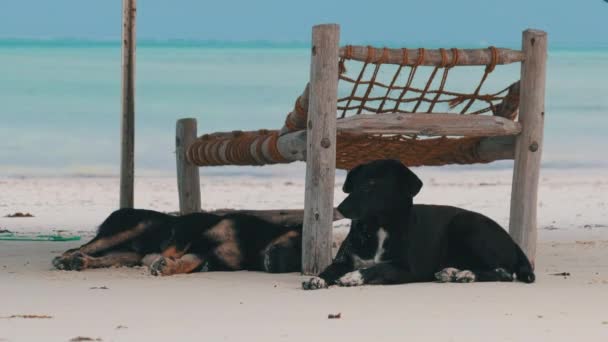 Twee dakloze honden slapen op een zandstrand onder de zon ligstoelen door Ocean, Zanzibar — Stockvideo
