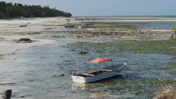 Muchos barcos de pesca africanos varados en la arena frente a la costa en la marea baja, Zanzíbar — Vídeos de Stock