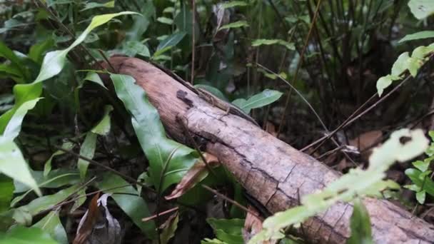 Afrikanische Eidechse sitzt auf einem Baumstamm im Regenwald, Sansibar, Trachylepis striata — Stockvideo