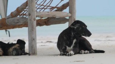 Okyanus kıyısındaki kumsalda uzanan iki başıboş köpek, Zanzibar.