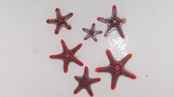 Lote de estrellas de mar rojas yacen en una playa blanca y lavados por el agua clara del océano, vista superior — Vídeo de stock