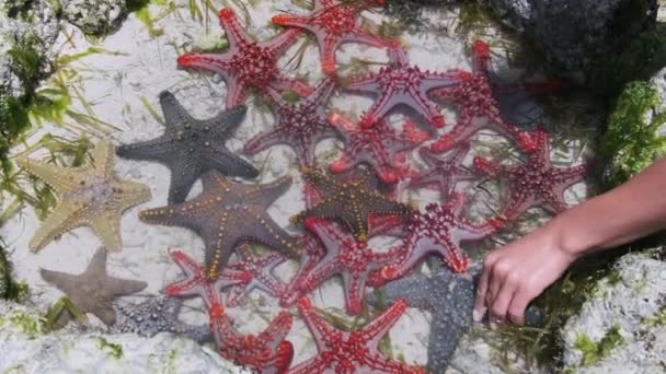 Muitas estrelas-do-mar coloridas jazem em um aquário de coral natural na costa do oceano — Vídeo de Stock