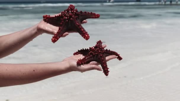 Kobieta trzyma dwie czerwone rozgwiazdy nad przezroczystą wodą oceanu na White Beach — Wideo stockowe