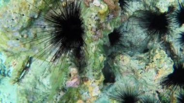 Mercan resifinde su altındaki deniz kestaneleri. Çok Büyük Diadema Setosum, Zanzibar