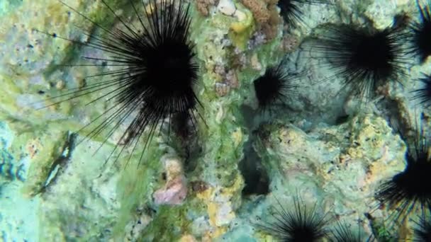 Oursins de mer sous l'eau sur un récif corallien. Nombreuses grandes Diadema Setosum, Zanzibar — Video