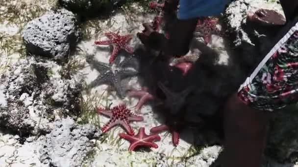 Muchas estrellas de mar coloridas yacen en un acuario de coral natural en la orilla del océano — Vídeos de Stock