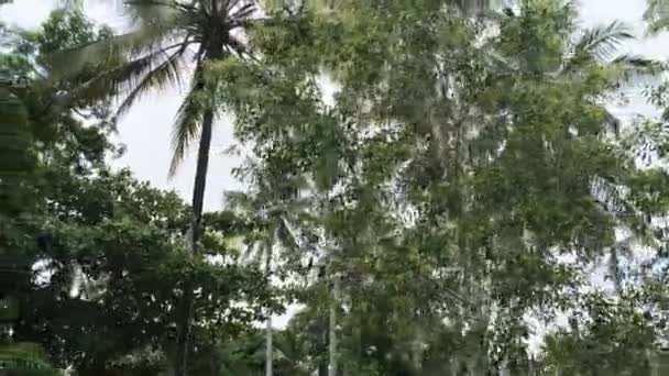 Vorbei an afrikanischen Dörfern auf der Dschungel-Straße mit Palmen, Sansibar — Stockvideo