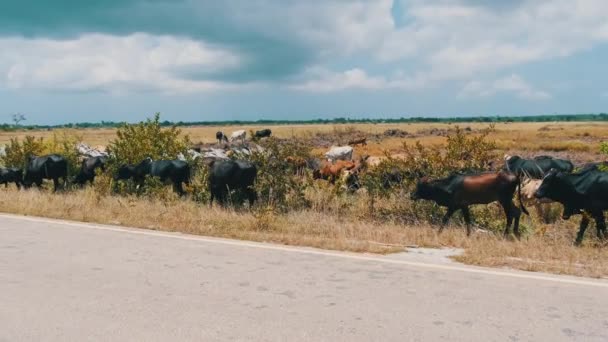 Manada de vacas jorobadas africanas caminando al lado de la carretera de asfalto, Zanzíbar — Vídeo de stock