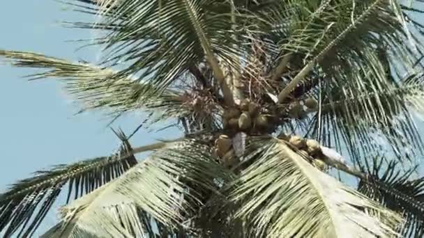 Palmera con muchos cocos amarillos maduros contra el cielo en África, Zanzíbar — Vídeos de Stock