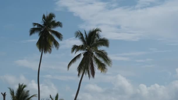 Duas palmeiras altas balançando no vento contra o céu. África. Palm Grove — Vídeo de Stock