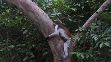 Jozani Tropikal Ormanı, Zanzibar, Afrika 'da Kırmızı Colobus Maymunu Şubede Oturuyor