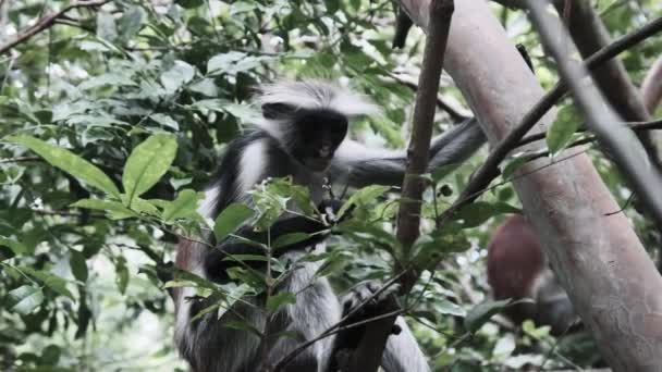 Red Colobus Monkey Sitter på kontoret i Jozani Tropical Forest, Zanzibar, Afrika — Stockvideo